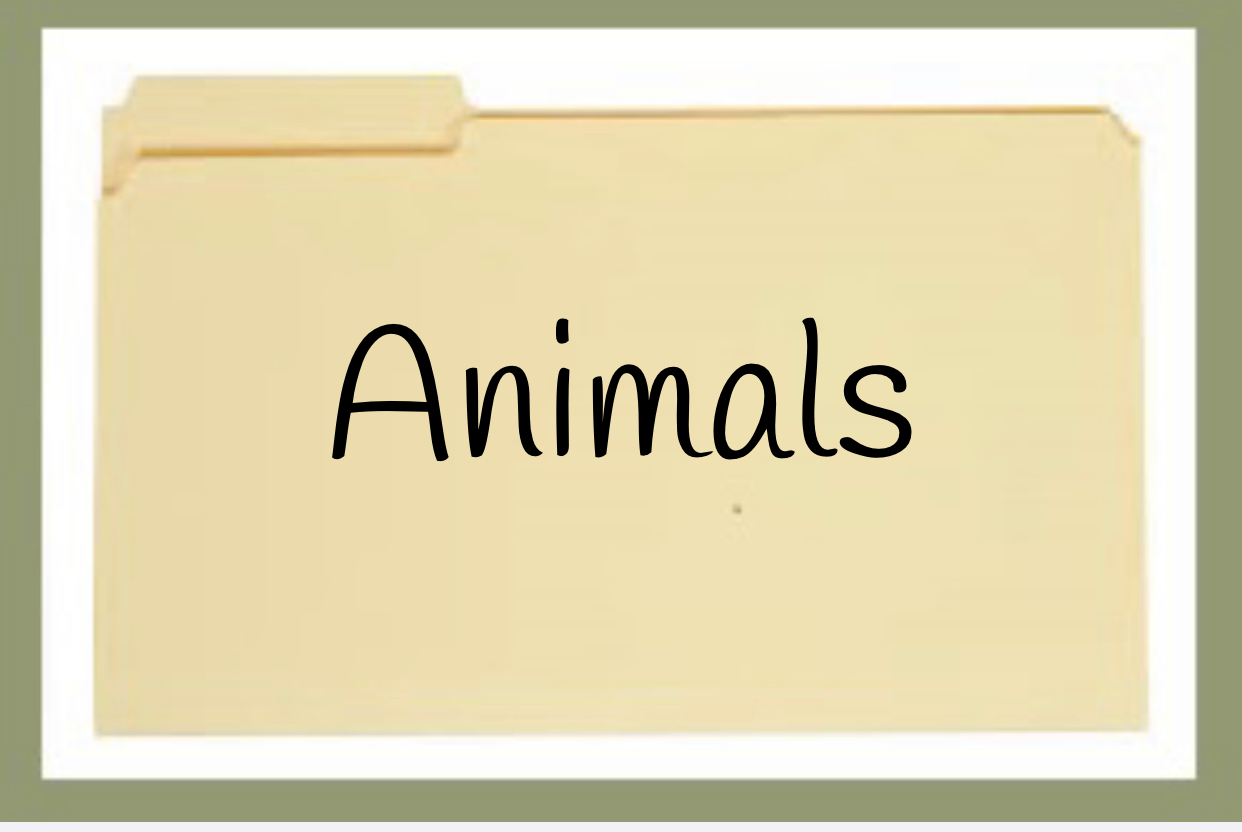 Animals