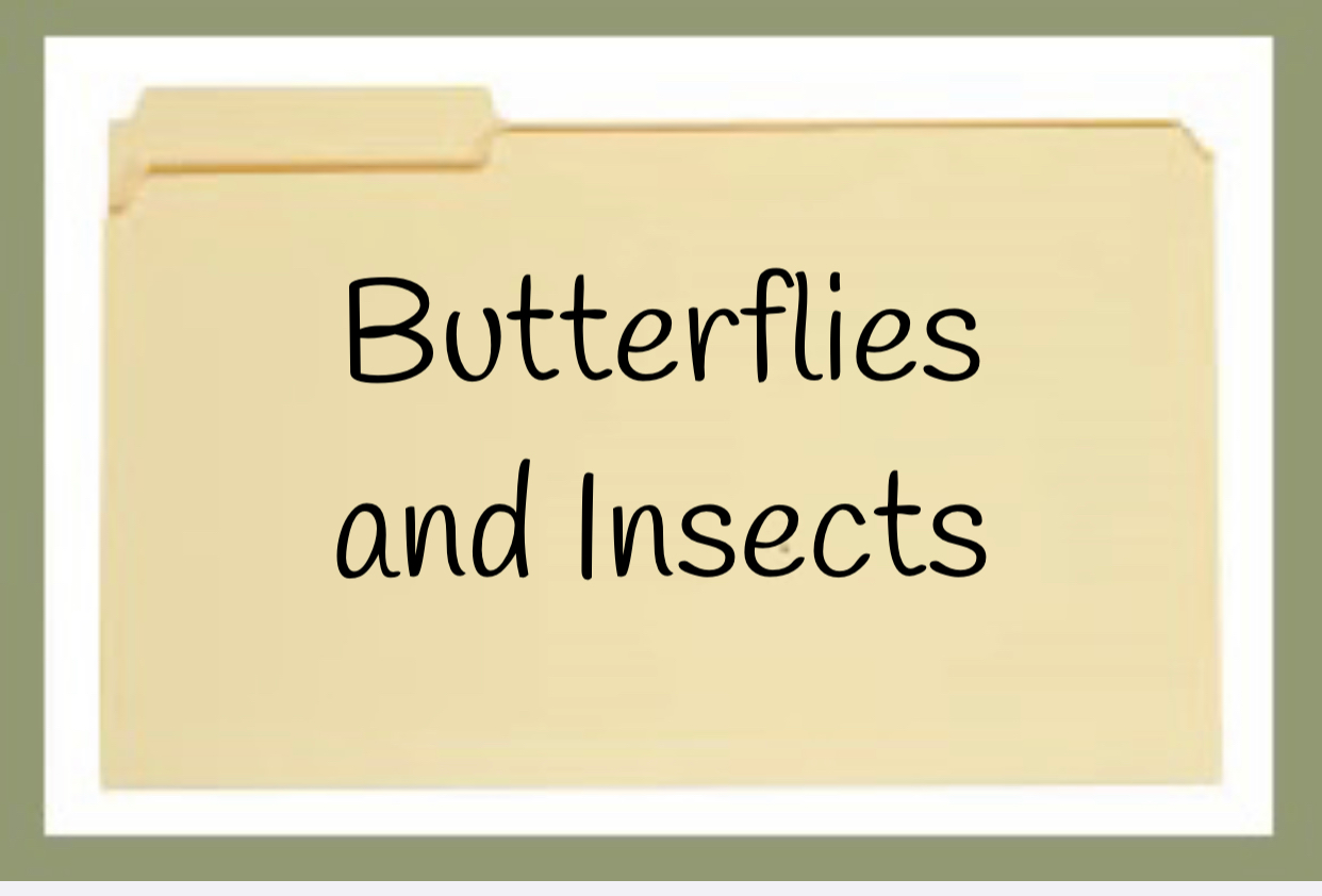 Butterflies and Insects